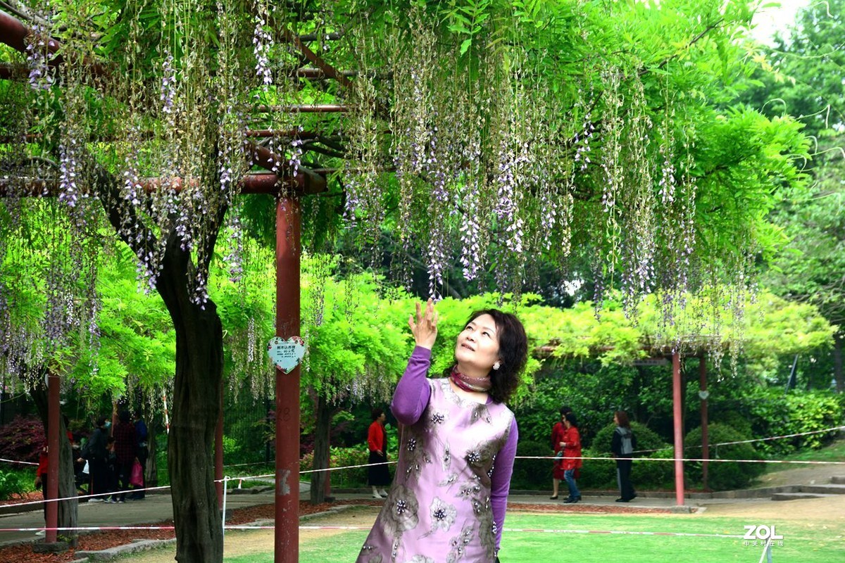 一串紫藤花,穿着紫色的连衣裙美女翩翩起舞.