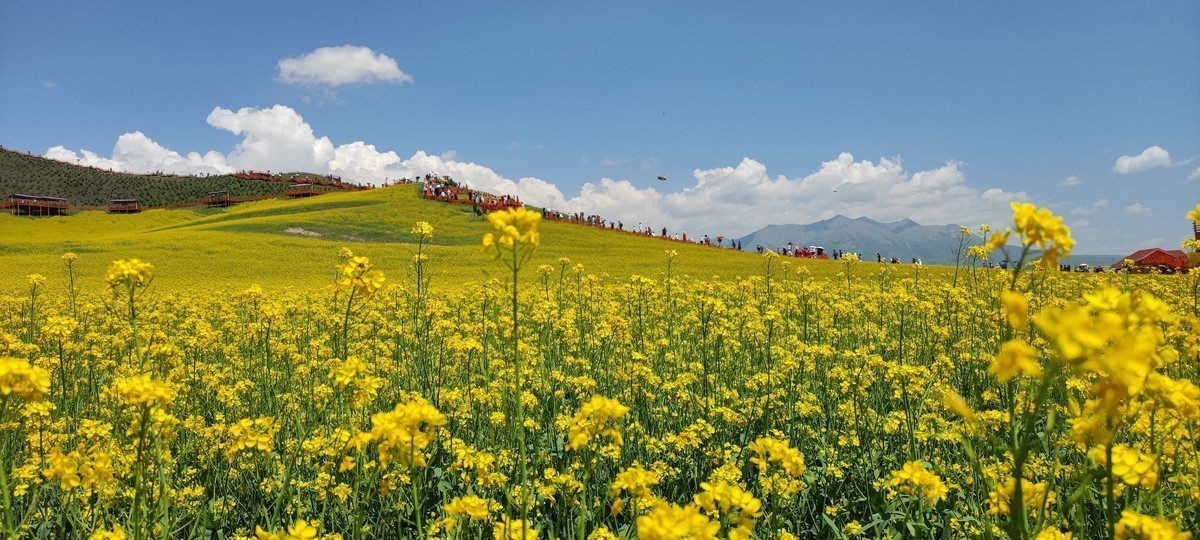 自驾游青海门源看百里油菜花海。
