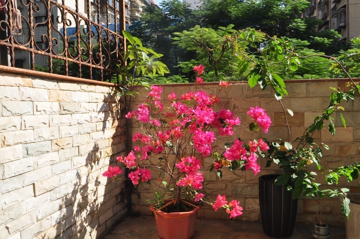 冬日暖阳下那一抹盛开的三角梅