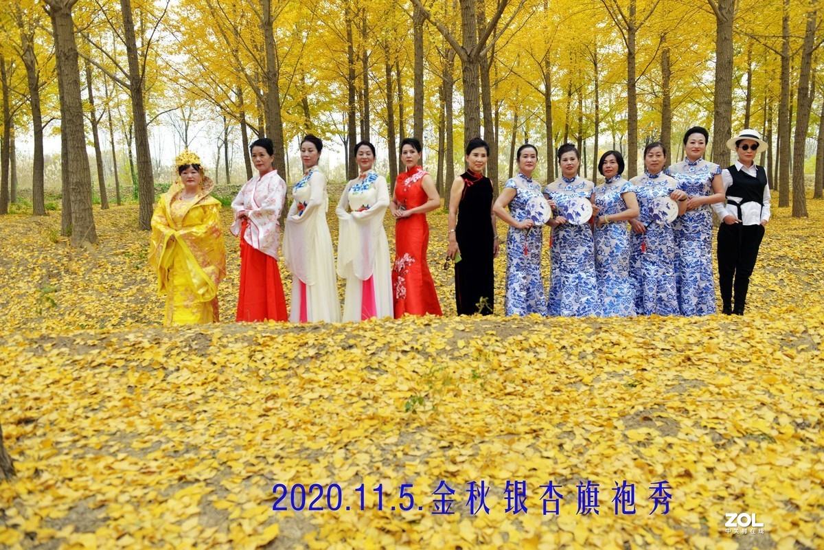 一年金秋绣锦杉