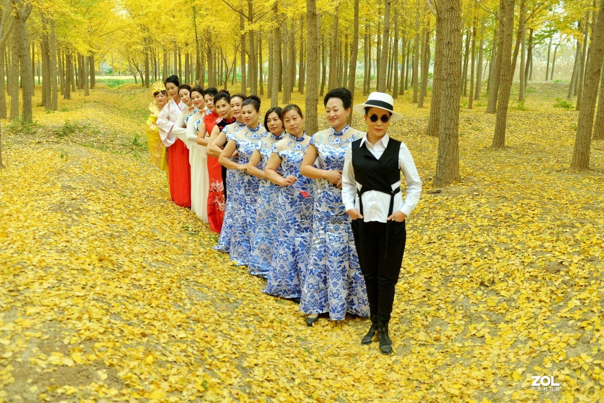 一年金秋绣锦杉