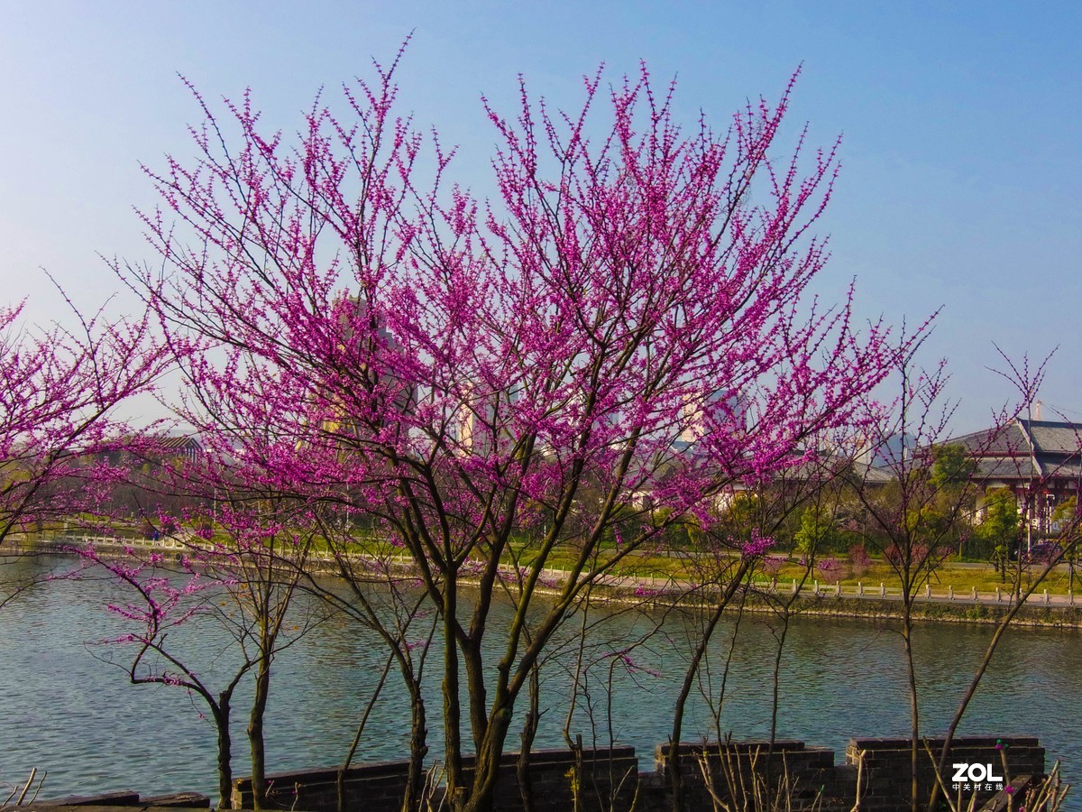 古城脚下春色新