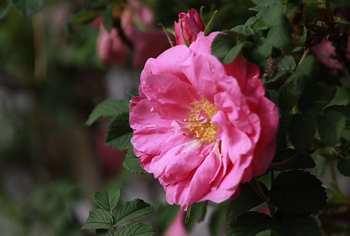 關東百花園(262)——刺玫花