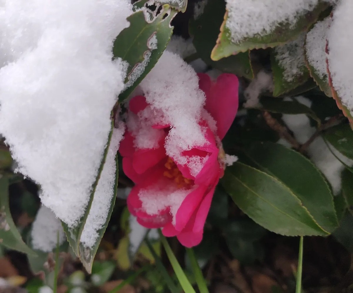 雪中山茶花