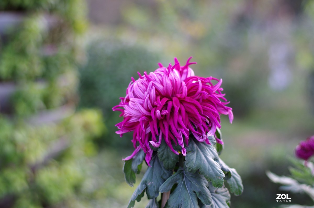 K3+FA50F1.4拍菊展