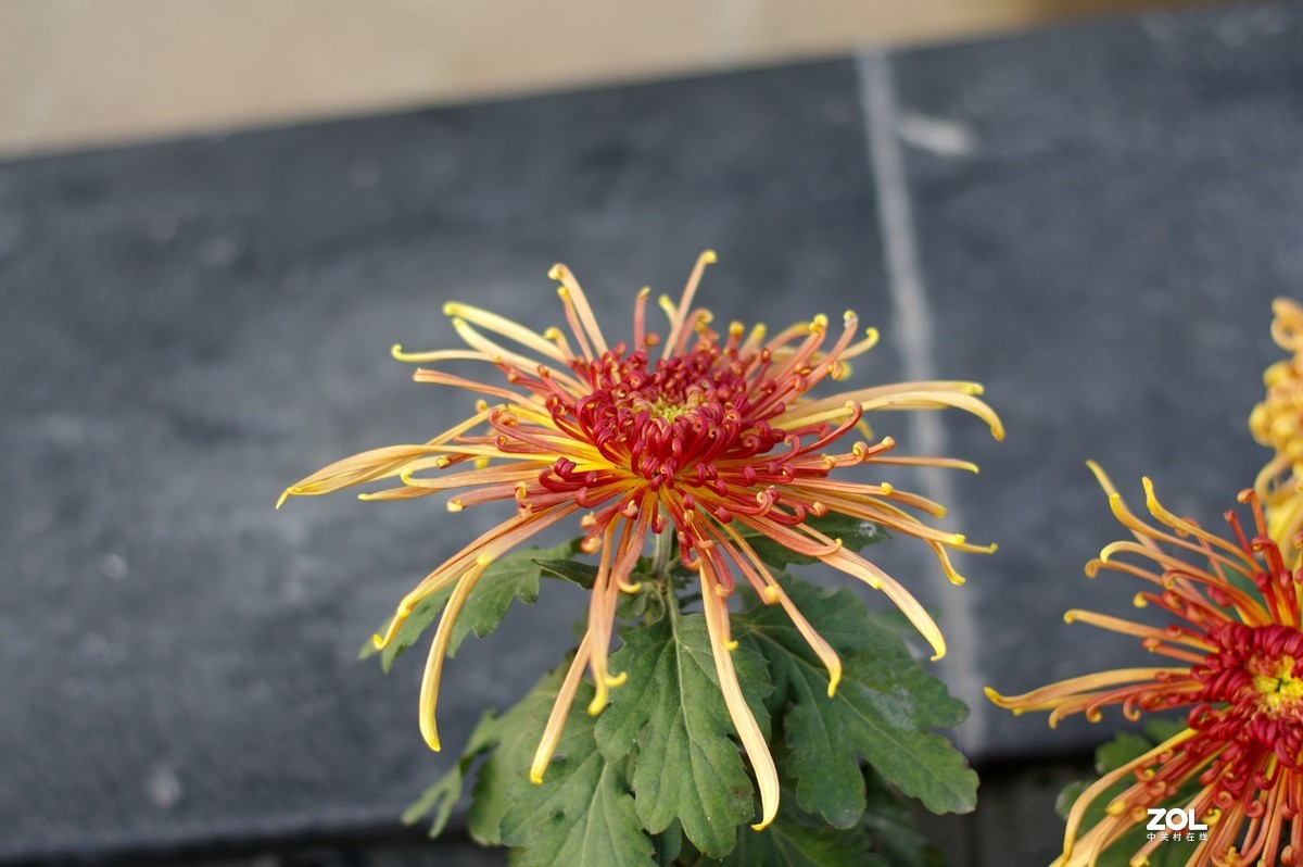 K3+FA50F1.4拍菊展