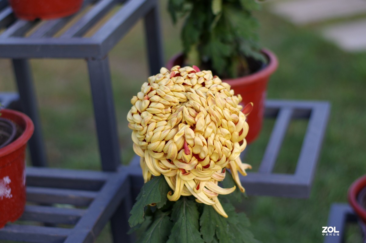 K3+FA50F1.4拍菊展