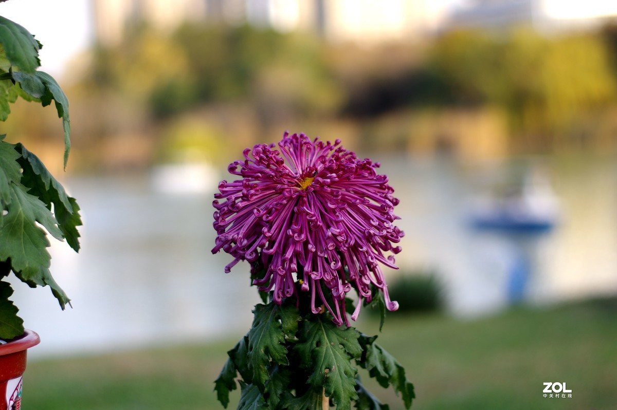 K3+FA50F1.4拍菊展
