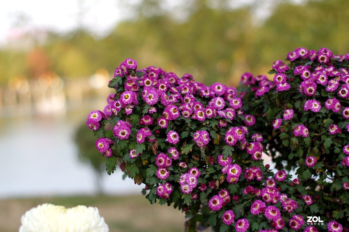 K3+FA50F1.4拍菊展