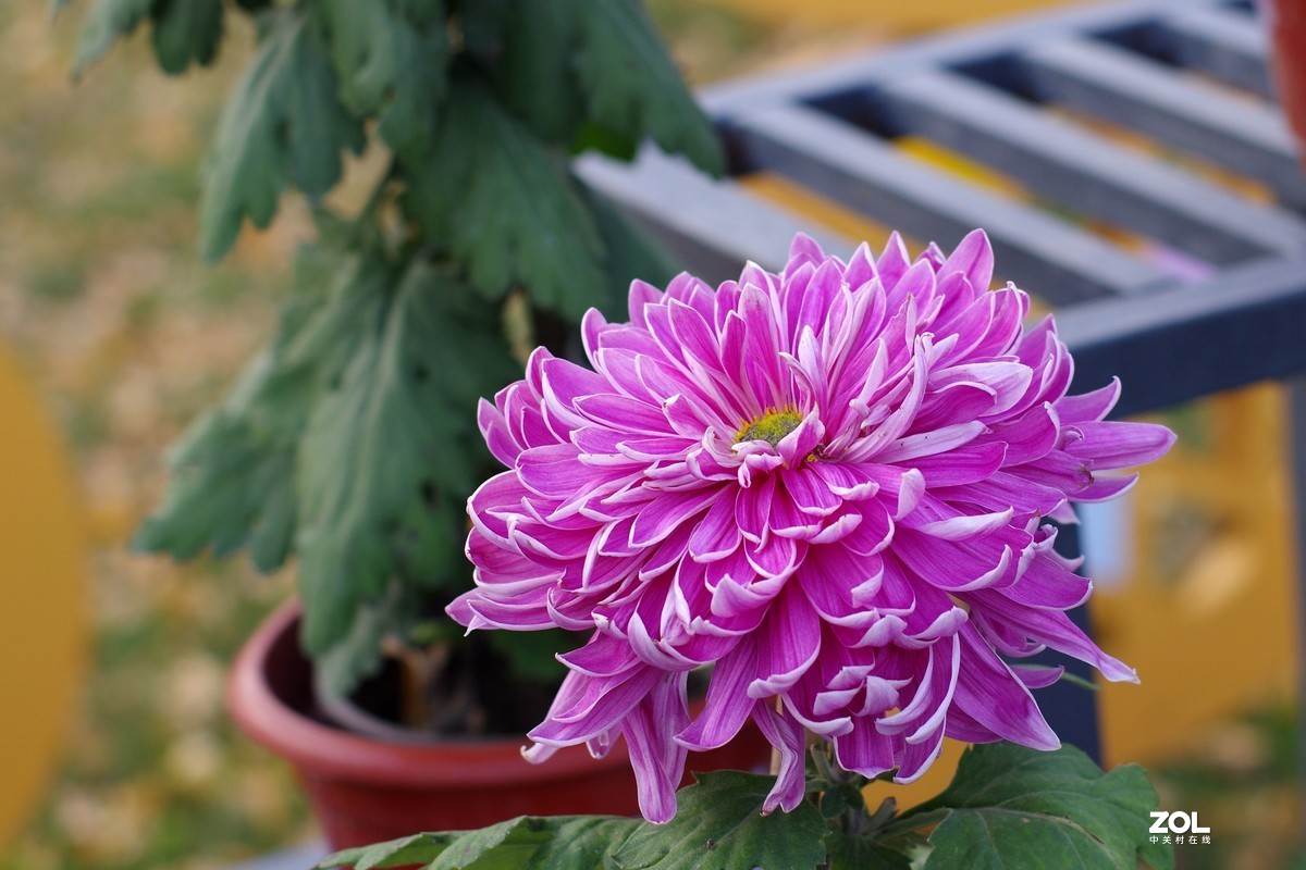 K3+FA50F1.4拍菊展