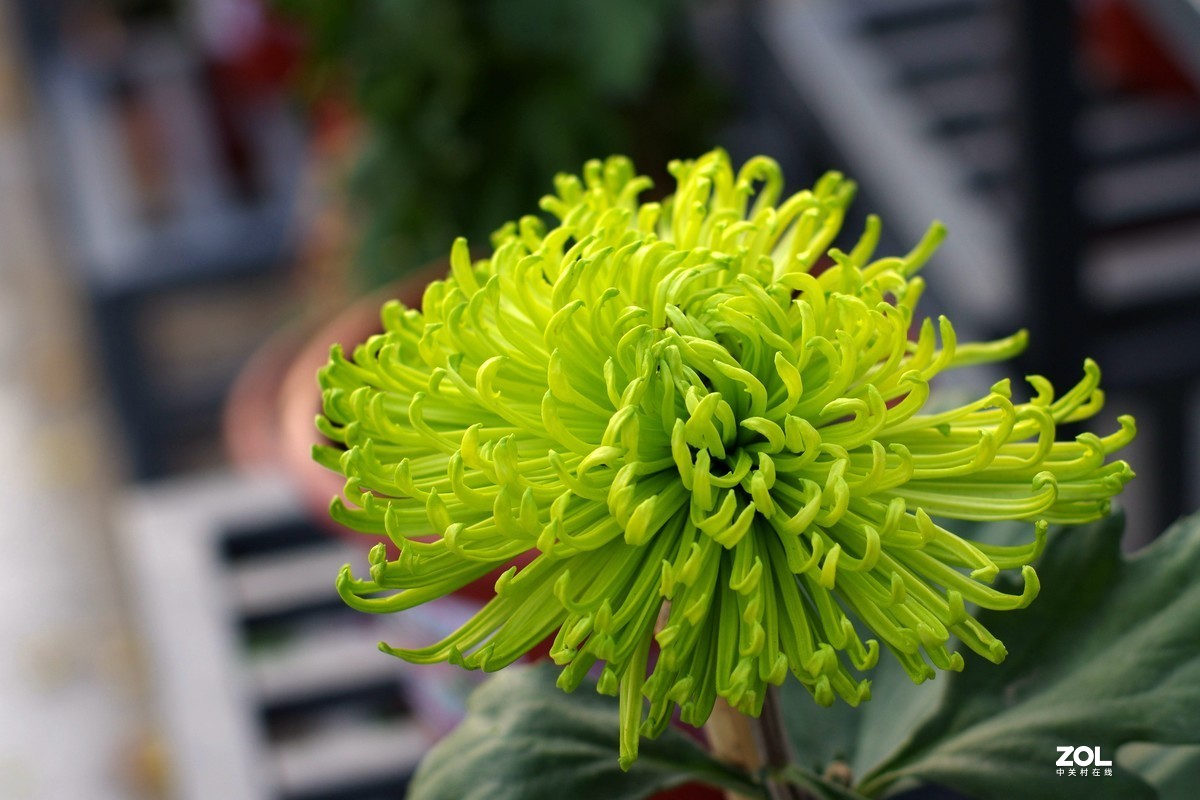 K3+FA50F1.4拍菊展