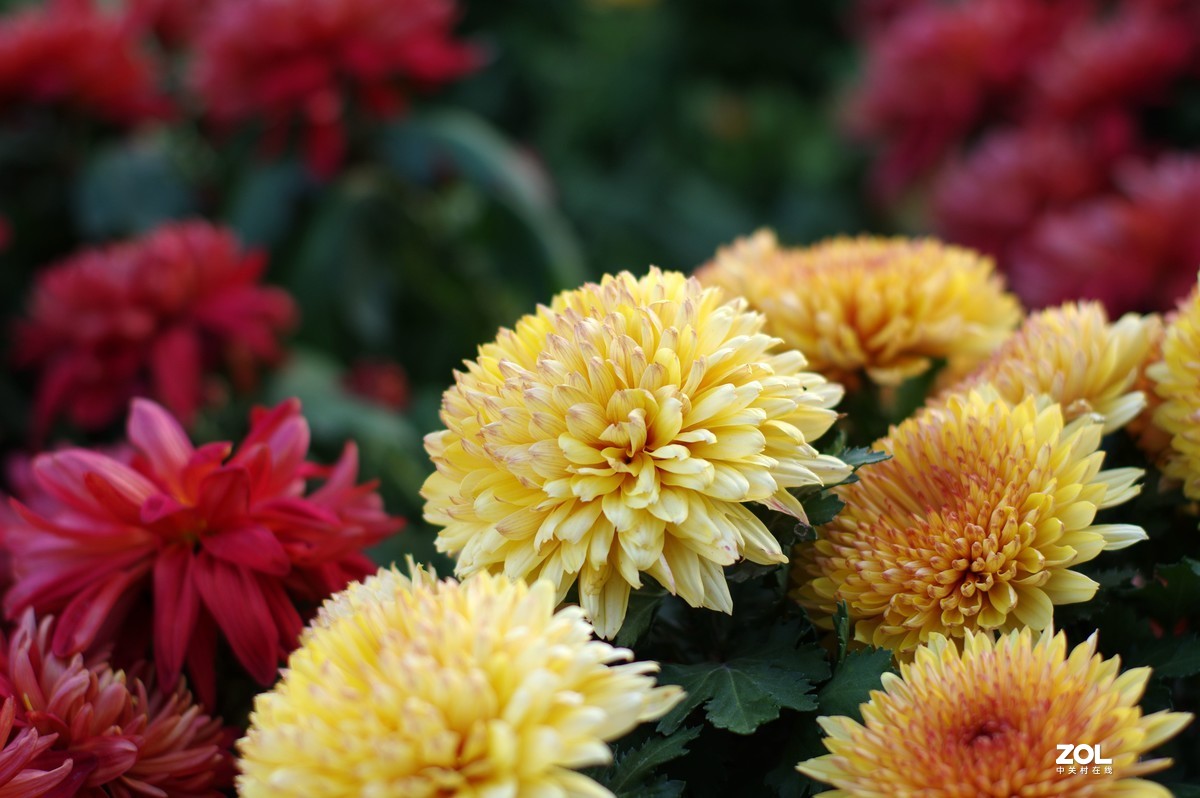 K3+FA50F1.4拍菊展