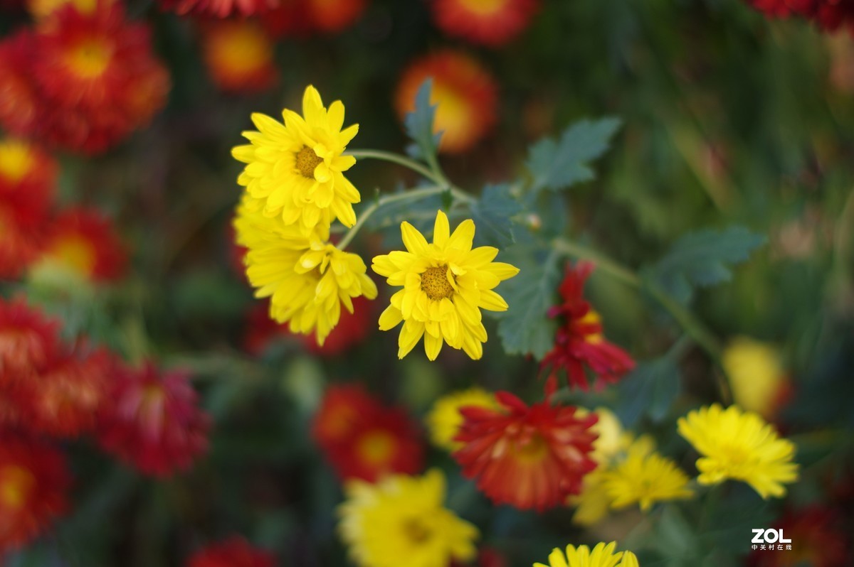 K3+FA50F1.4拍菊展