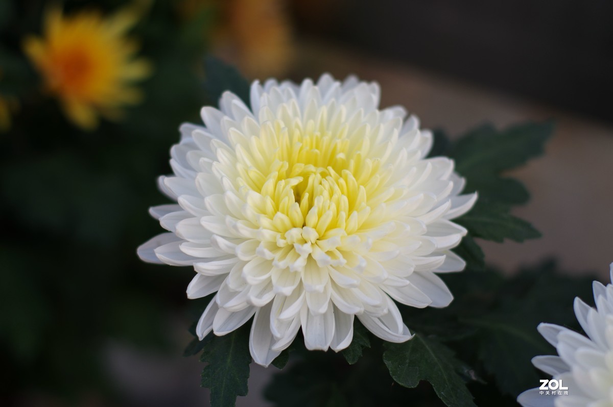 K3+FA50F1.4拍菊展