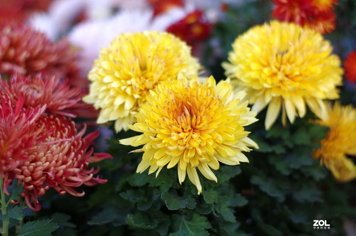 K3+FA50F1.4拍菊展