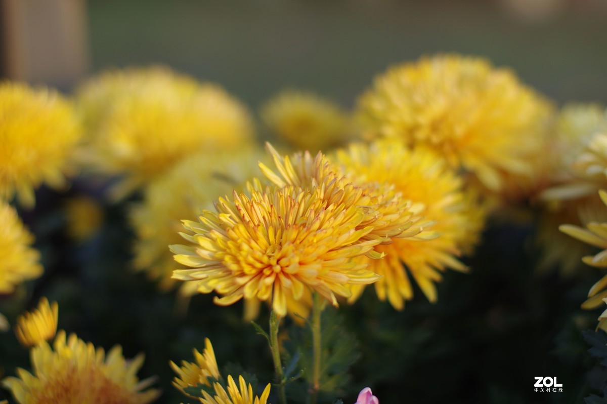 K3+FA50F1.4拍菊展