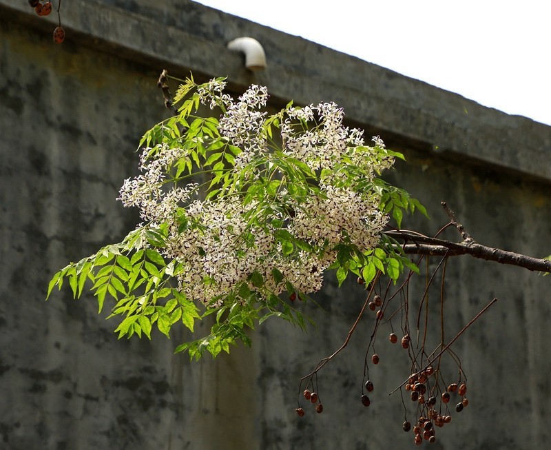 1432【不老松：海南游摄日记】21.03.15苦楝树和花！(2)
