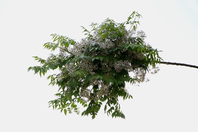 1432【不老松：海南游摄日记】21.03.15苦楝树和花！(2)