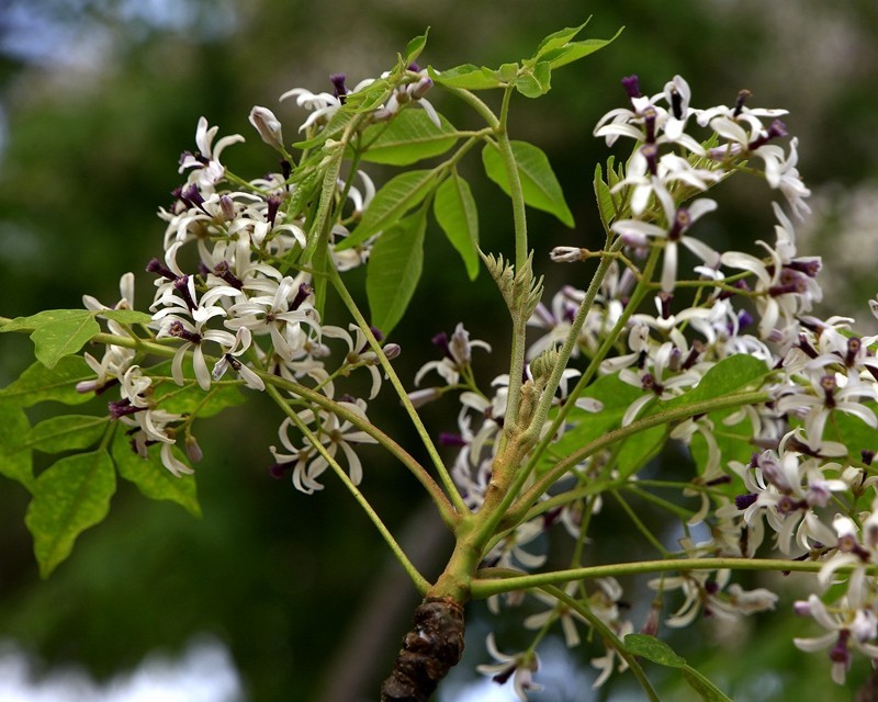 1432【不老松：海南游摄日记】21.03.15苦楝树和花！(2)
