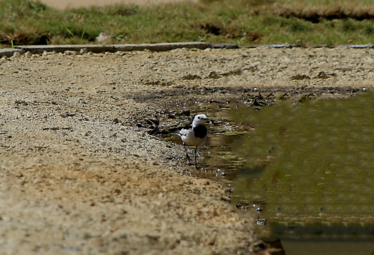 1439【不老松：海南游摄日记】21.02.20黄牛与鸟！
