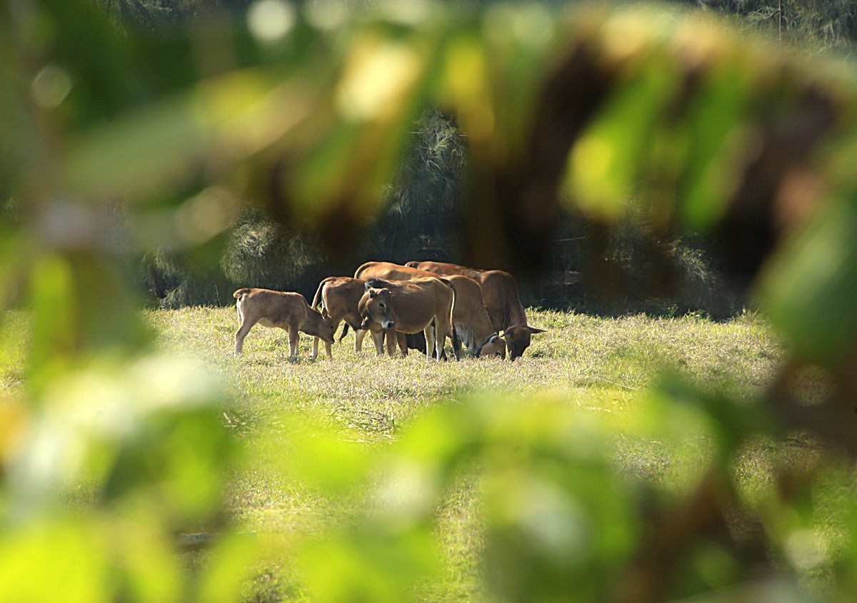 1439【不老松：海南游摄日记】21.02.20黄牛与鸟！