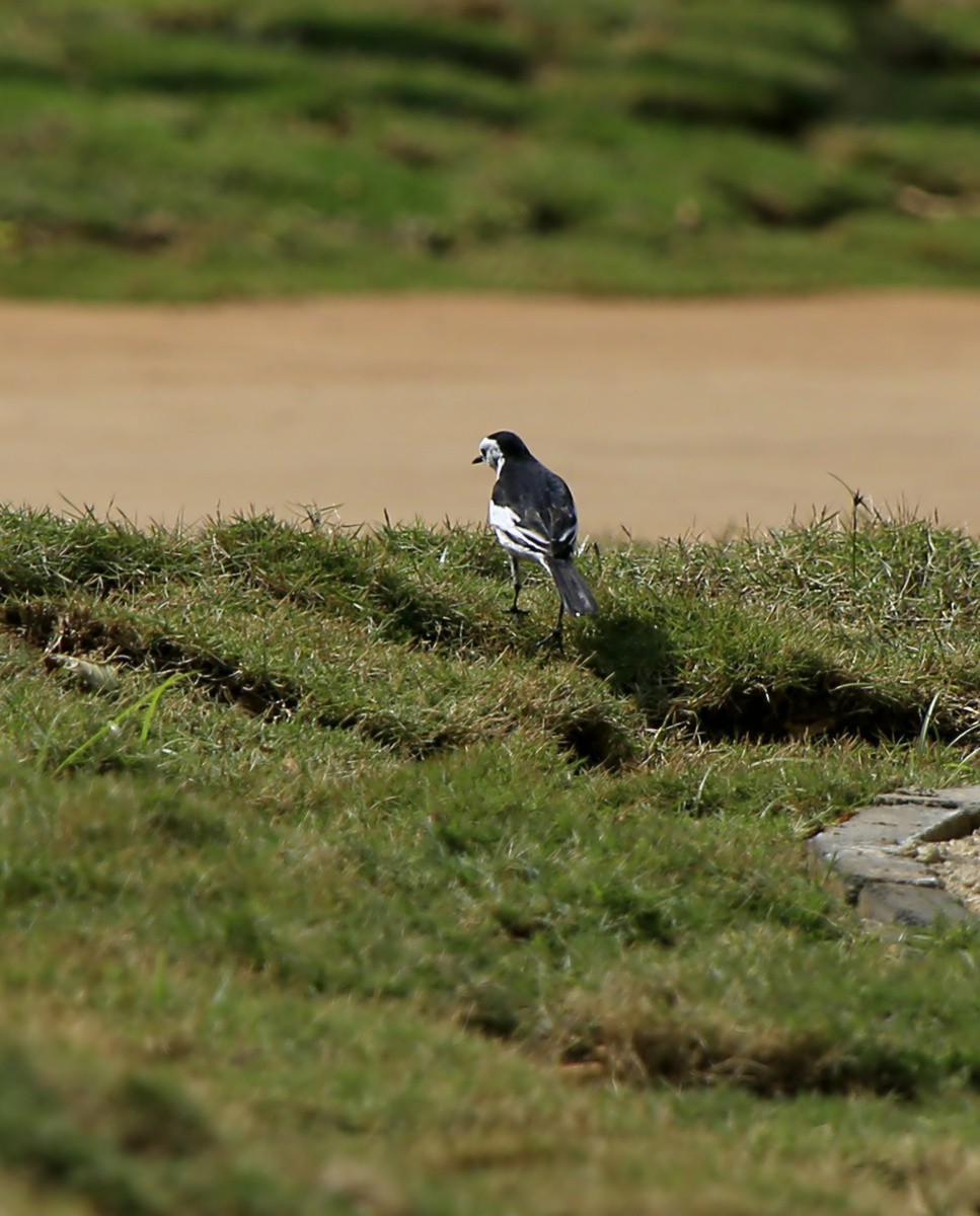 1439【不老松：海南游摄日记】21.02.20黄牛与鸟！