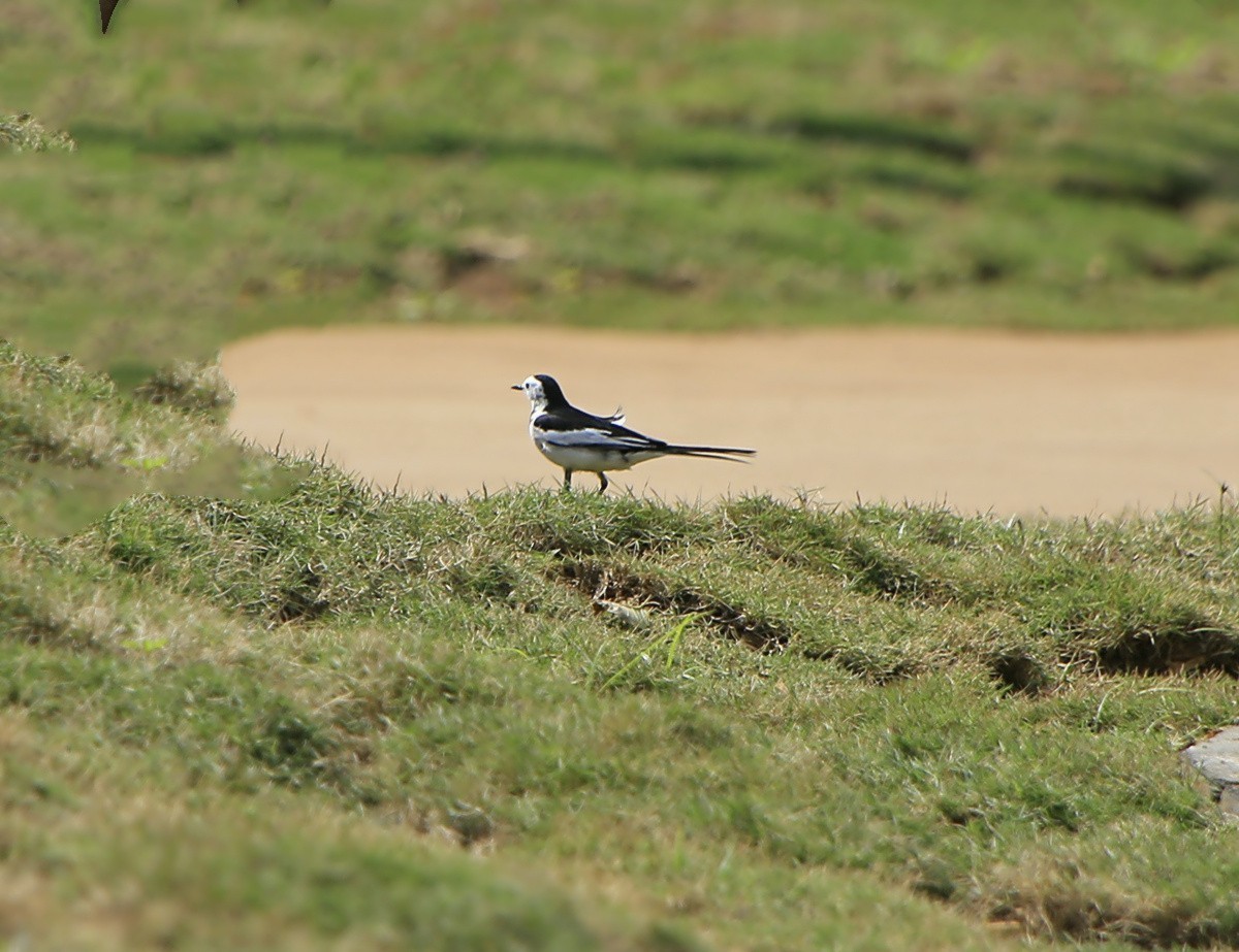 1439【不老松：海南游摄日记】21.02.20黄牛与鸟！