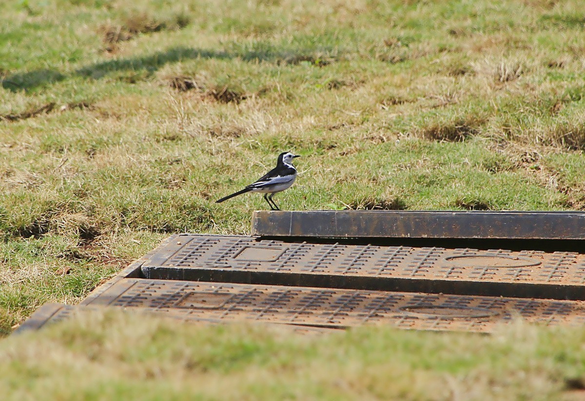 1439【不老松：海南游摄日记】21.02.20黄牛与鸟！