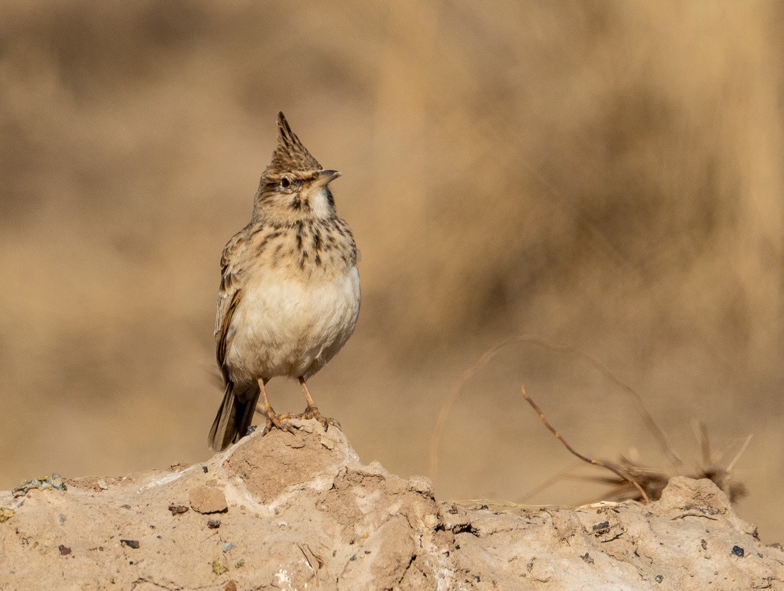 土生土长的《凤头百灵鸟》