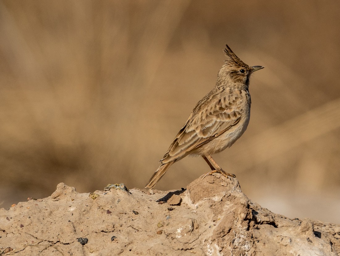 土生土长的《凤头百灵鸟》