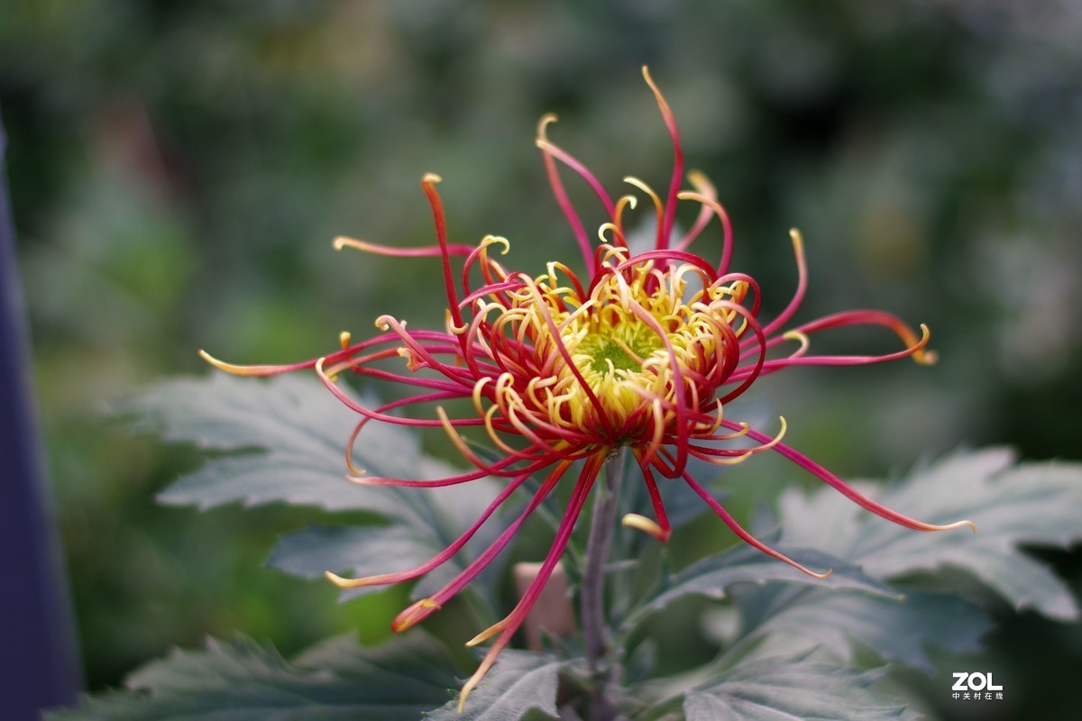 K3+FA50F1.4拍菊展