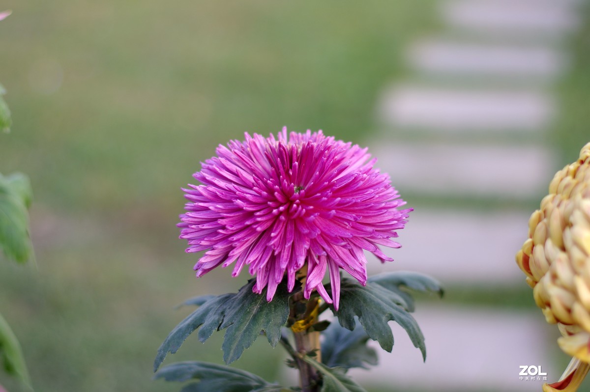 K3+FA50F1.4拍菊展