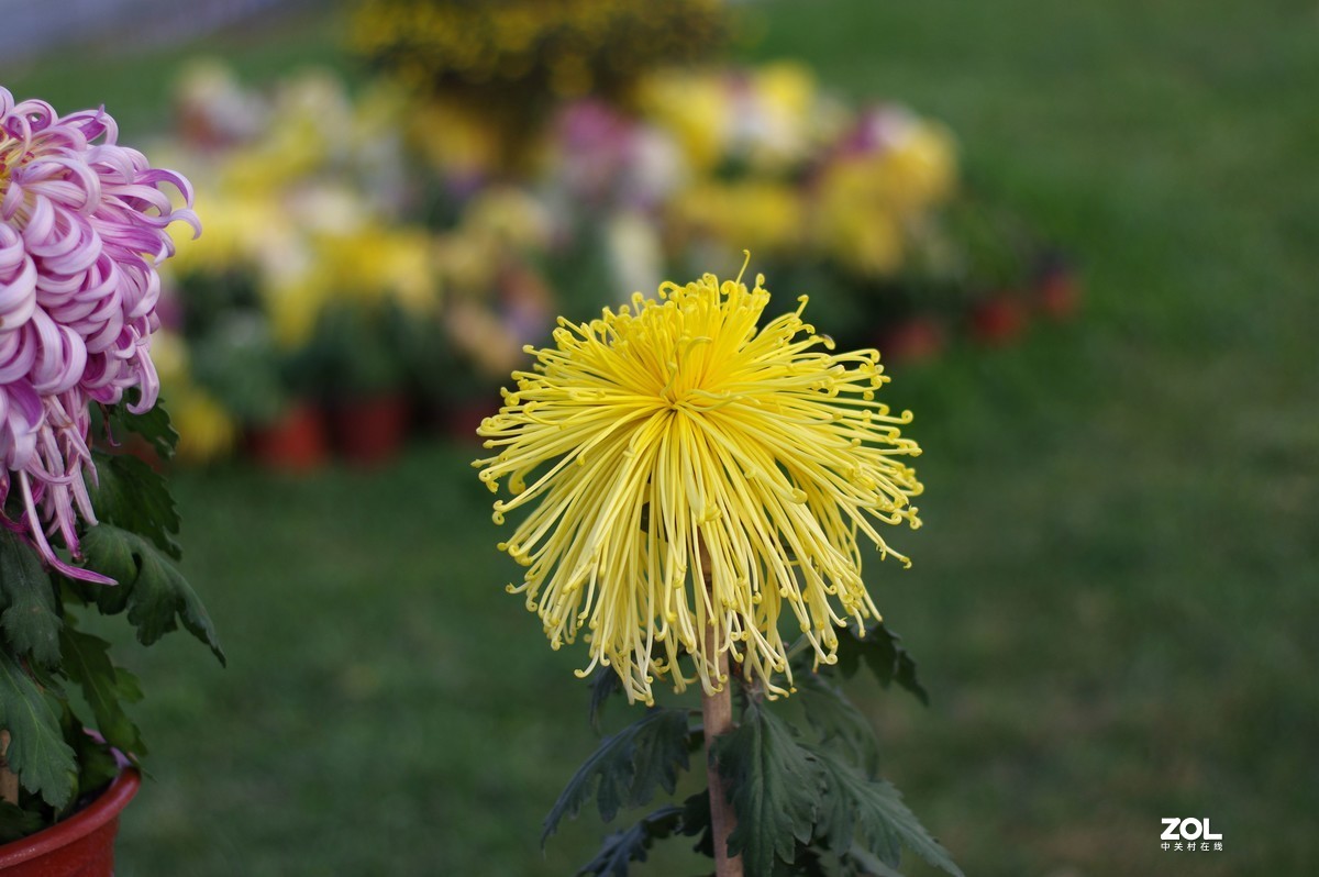 K3+FA50F1.4拍菊展