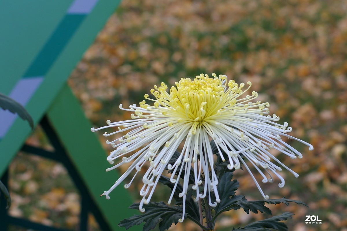 K3+FA50F1.4拍菊展