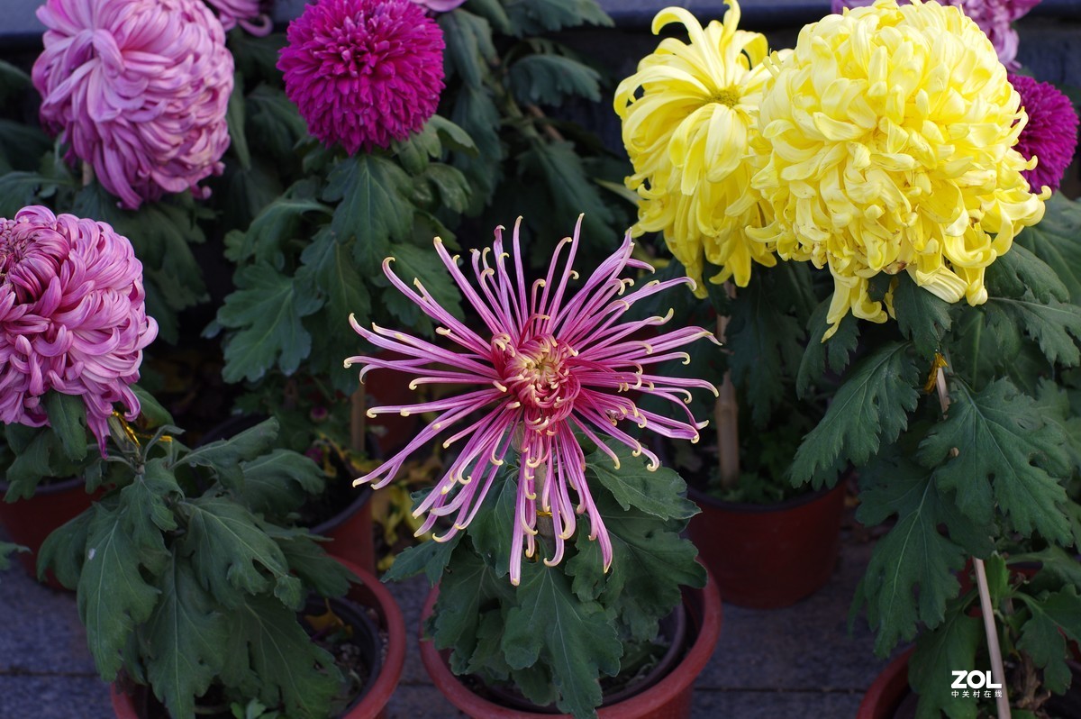 K3+FA50F1.4拍菊展