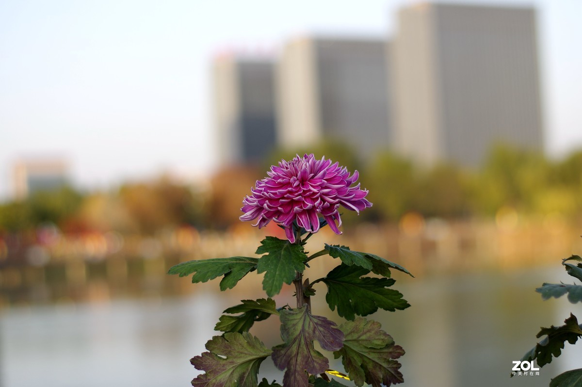 K3+FA50F1.4拍菊展