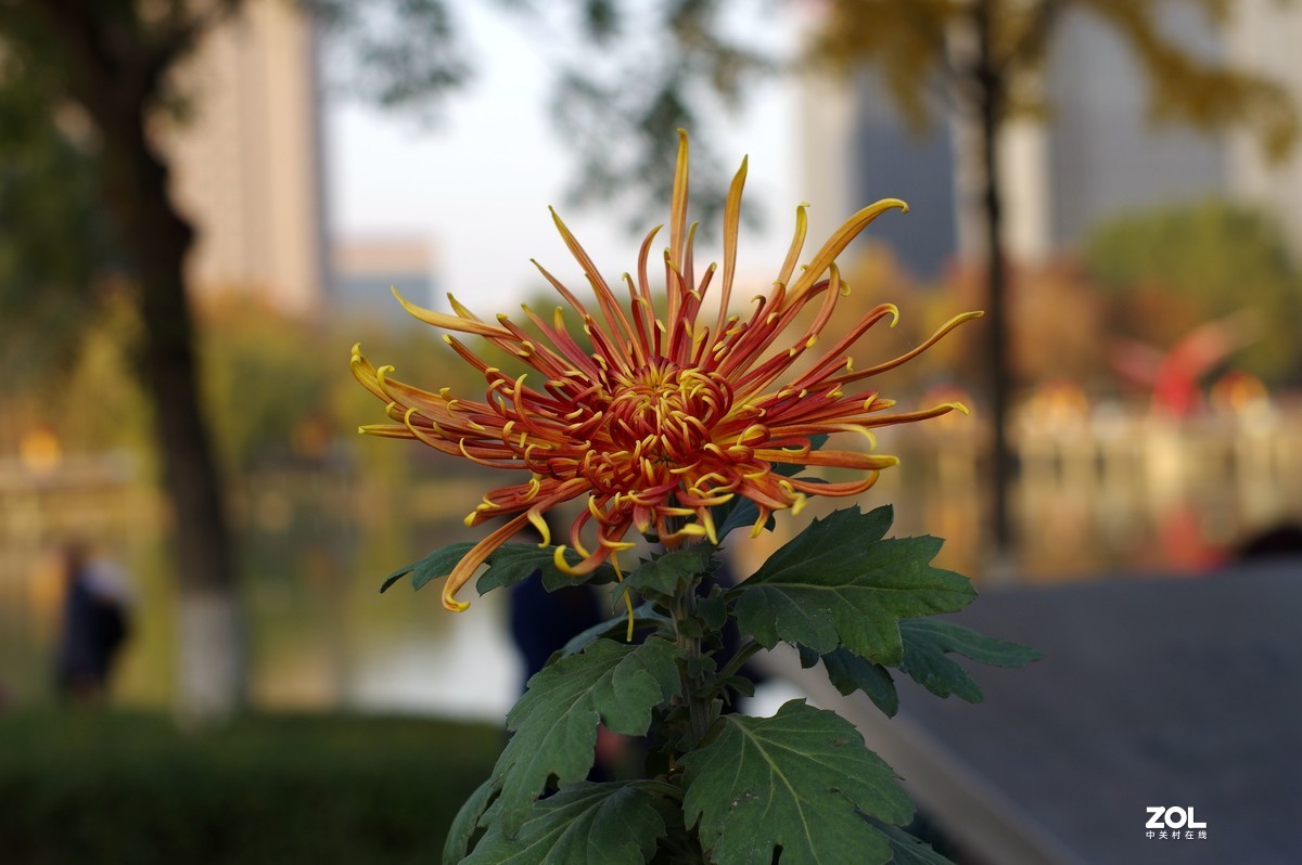 K3+FA50F1.4拍菊展