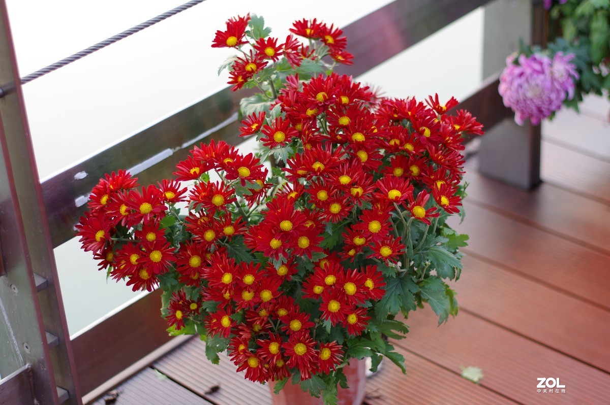 K3+FA50F1.4拍菊展