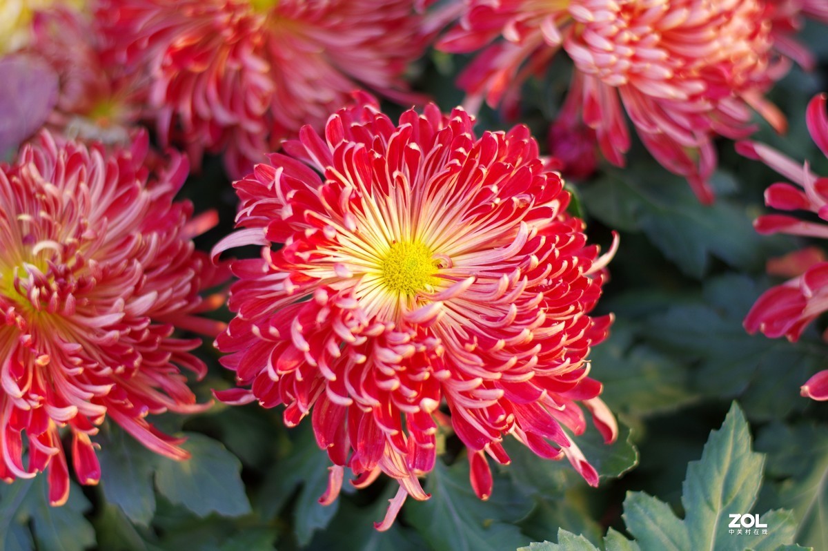 K3+FA50F1.4拍菊展