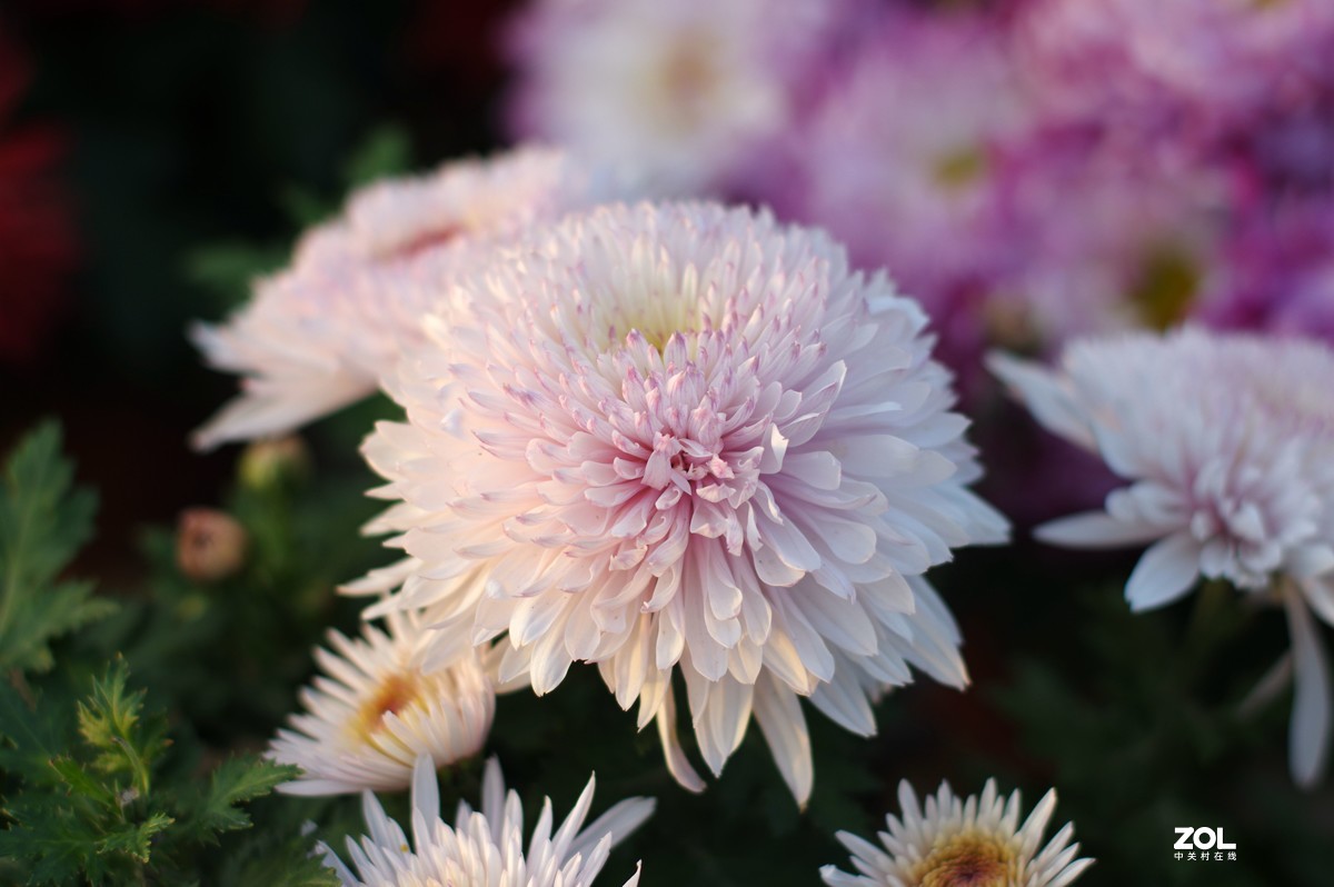 K3+FA50F1.4拍菊展