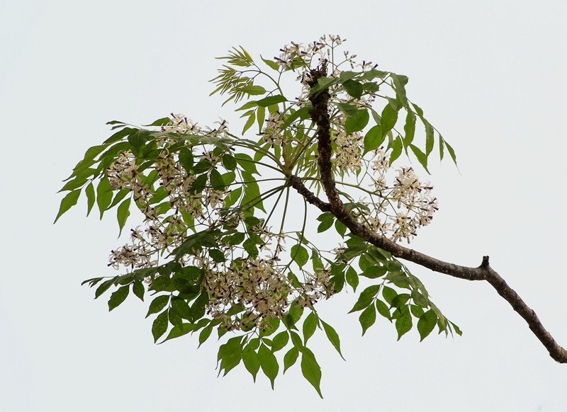 1432【不老松：海南游摄日记】21.03.15苦楝树和花！(2)