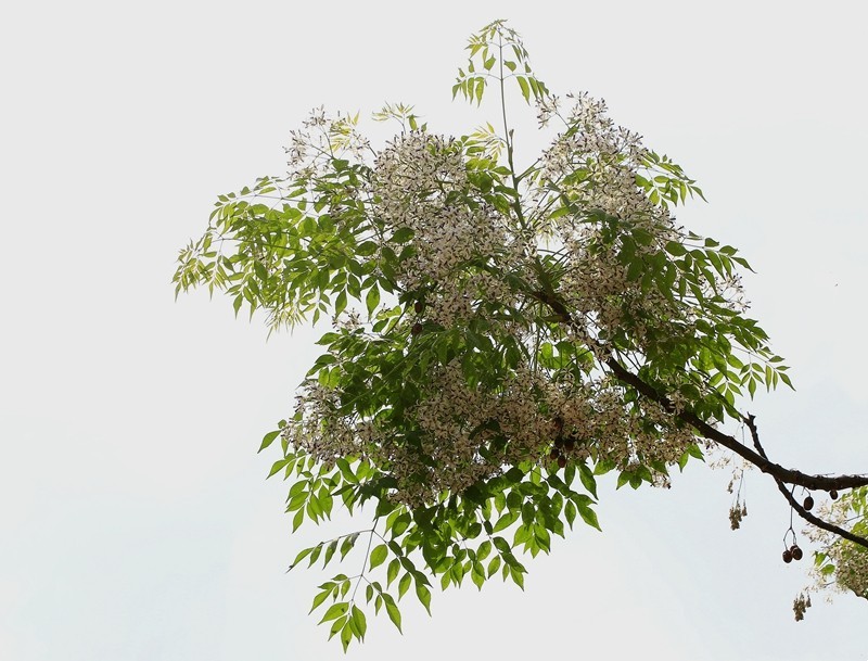 1432【不老松：海南游摄日记】21.03.15苦楝树和花！(2)