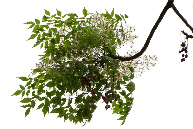 1432【不老松：海南游摄日记】21.03.15苦楝树和花！(2)