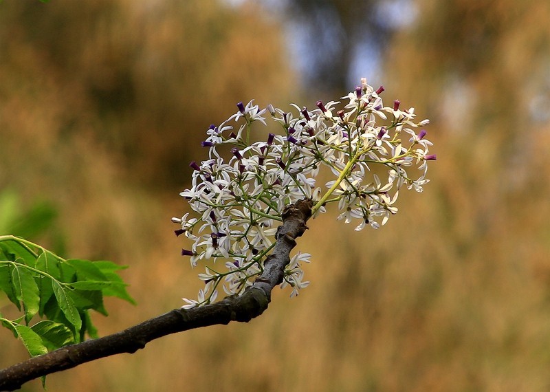 1432【不老松：海南游摄日记】21.03.15苦楝树和花！(2)