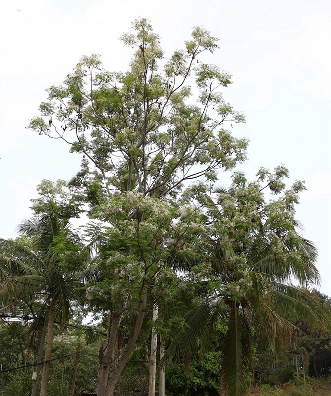 1432【不老松：海南游摄日记】21.03.15苦楝树和花！(2)