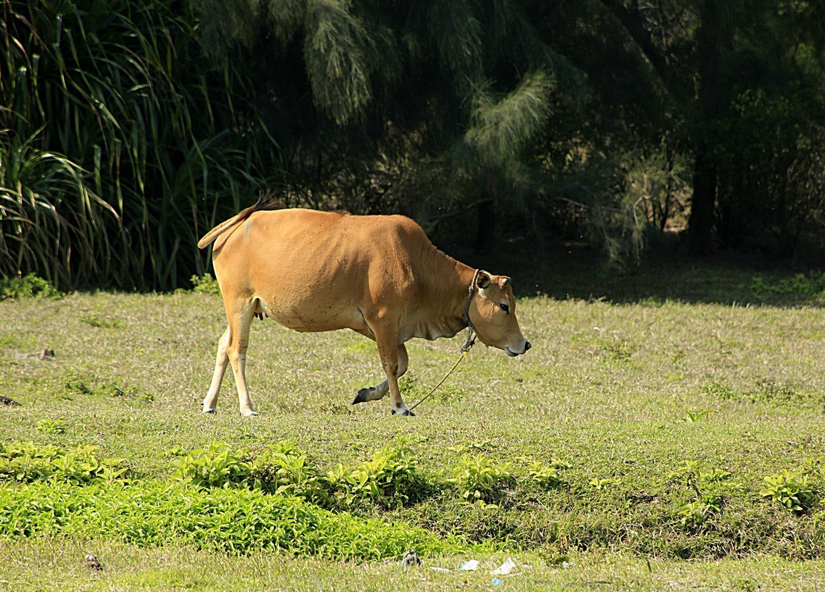 1439【不老松：海南游摄日记】21.02.20黄牛与鸟！