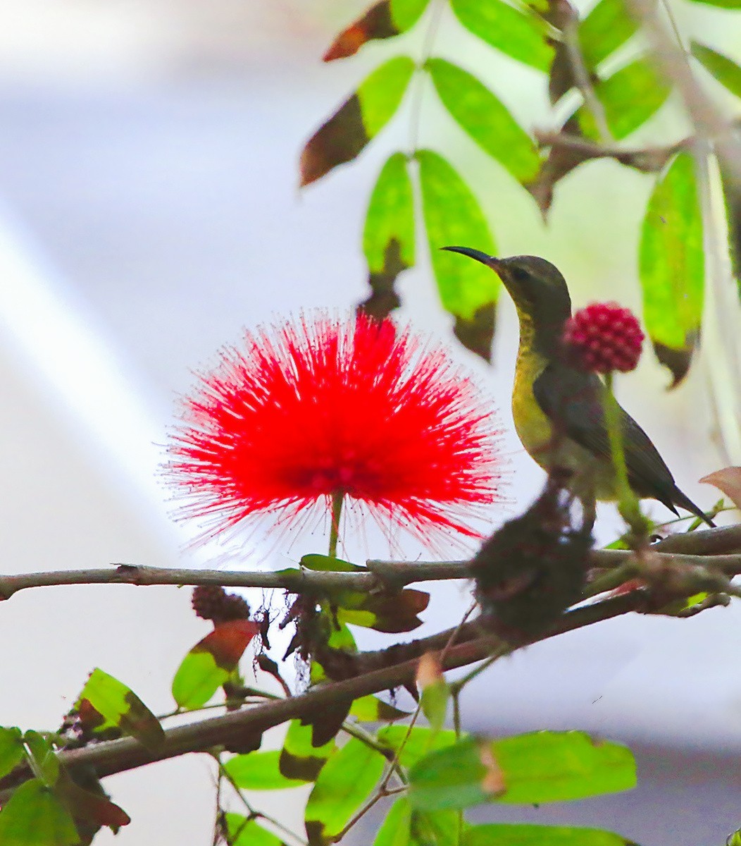 1439【不老松：海南游摄日记】21.02.20黄牛与鸟！