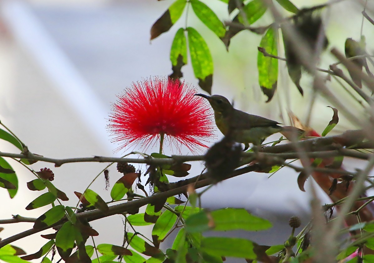 1439【不老松：海南游摄日记】21.02.20黄牛与鸟！