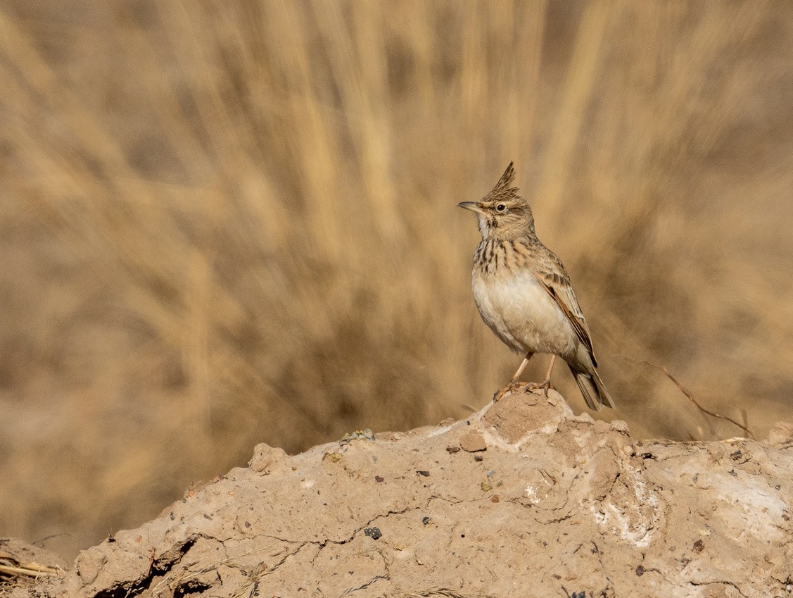 土生土长的《凤头百灵鸟》
