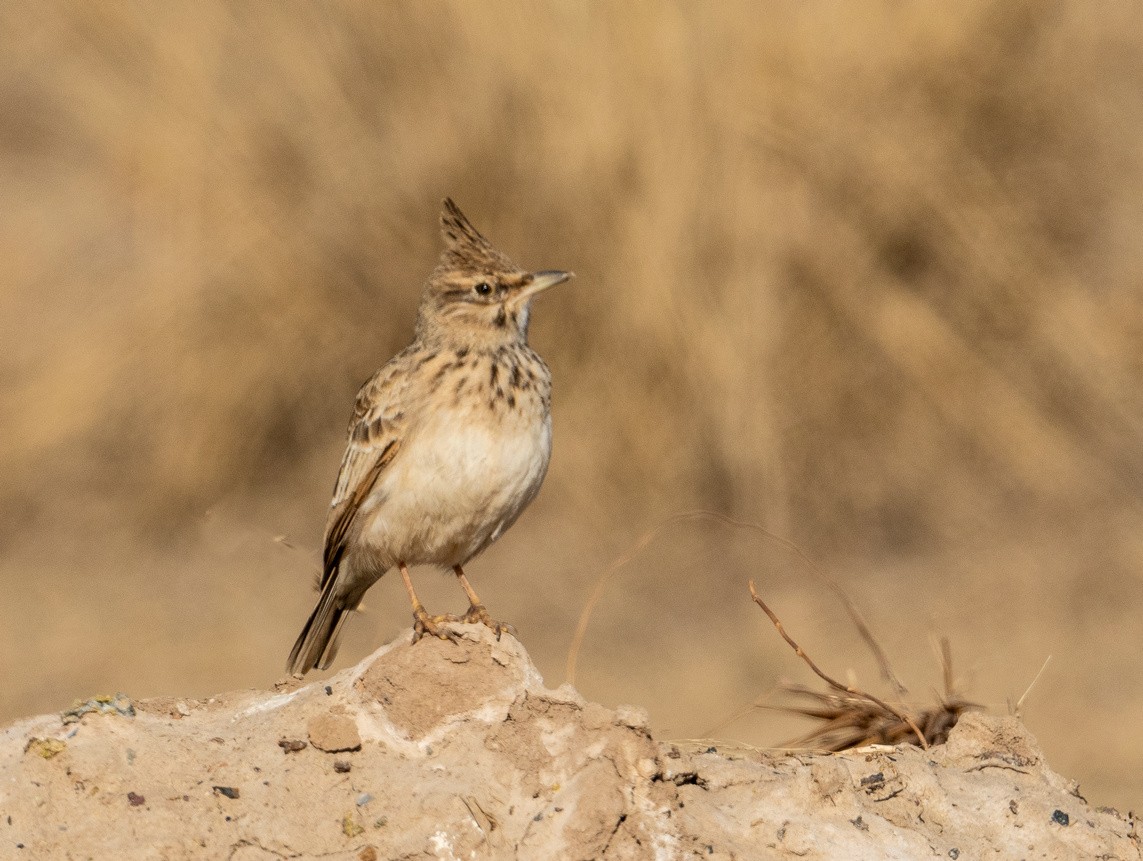 土生土长的《凤头百灵鸟》